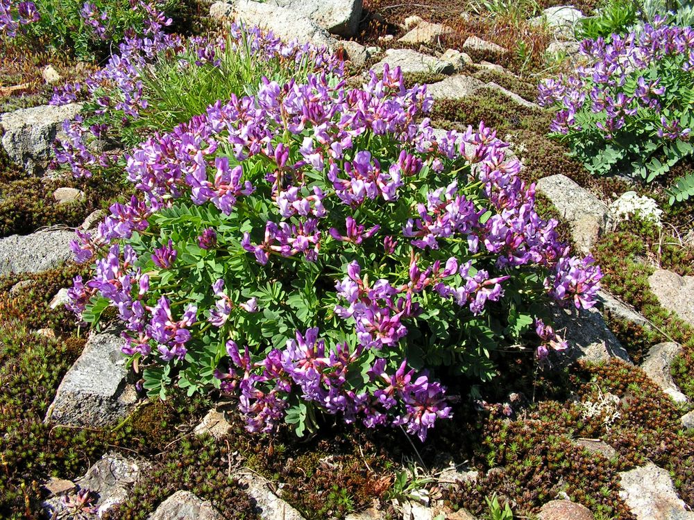 Изображение особи Astragalus tumninensis.