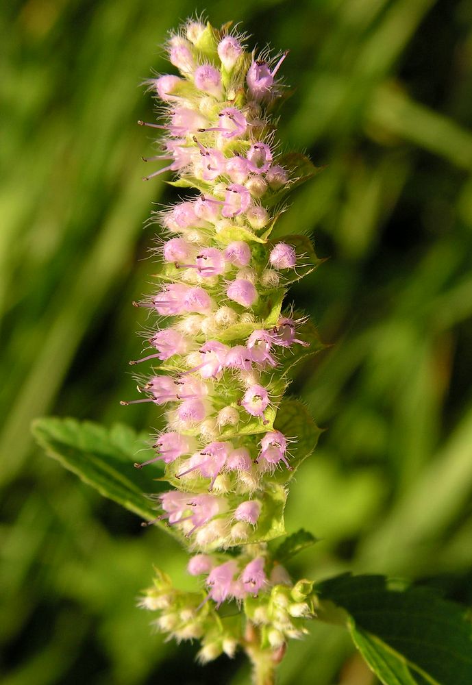 Image of genus Elsholtzia specimen.