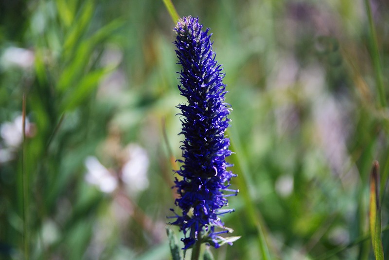 Изображение особи Veronica porphyriana.