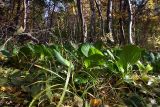 Bergenia crassifolia