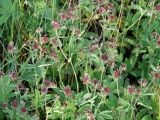 Comarum palustre