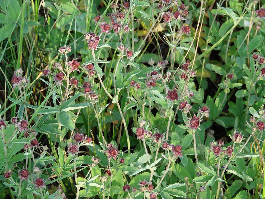 Image of Comarum palustre specimen.
