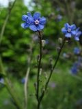 Cynoglottis barrelieri. Верхушка соцветия. Украина, Львовская обл., в зарослях кустарников. 1 июня 2009 г.