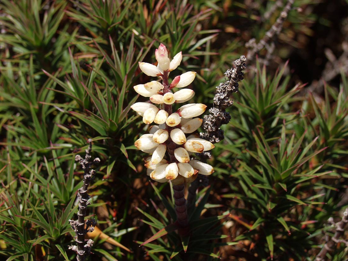 Изображение особи Dracophyllum persistentifolium.