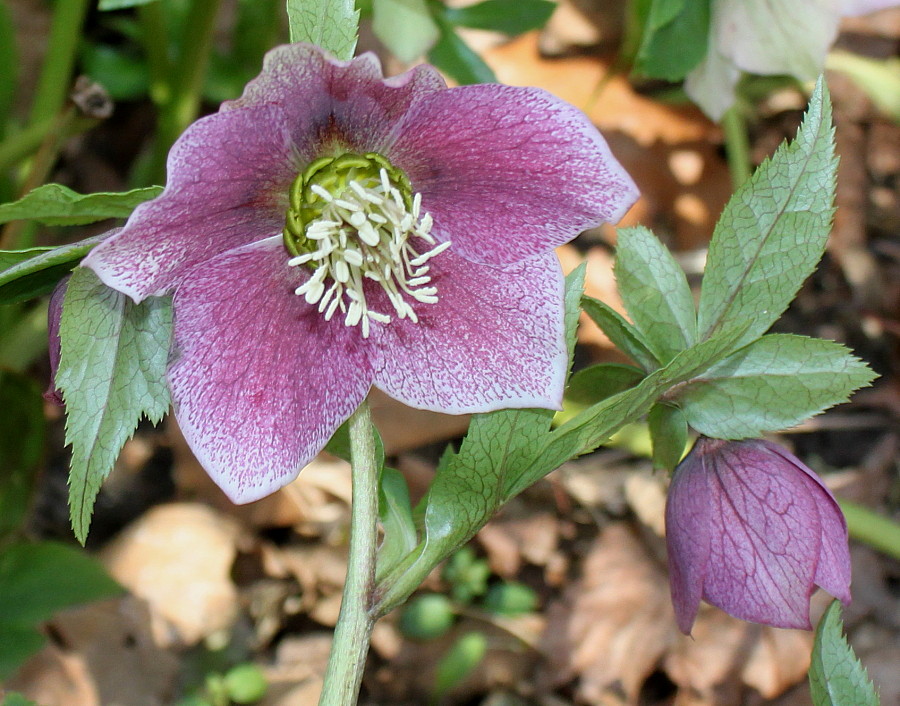 Изображение особи Helleborus orientalis.