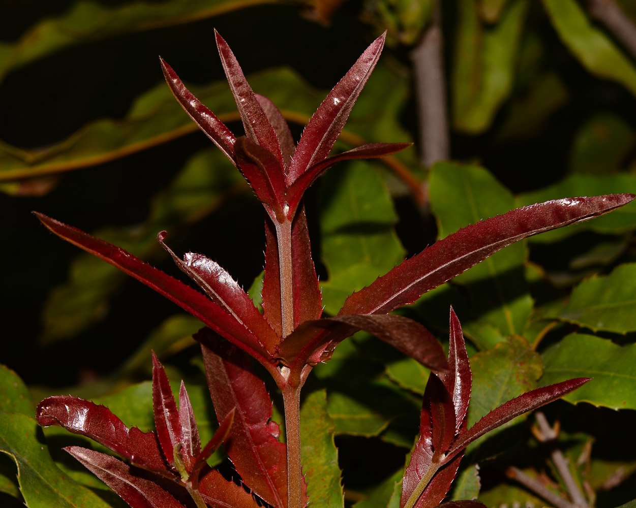 Image of Macadamia tetraphylla specimen.