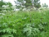 Heracleum dissectum. Цветущие растения на лесном лугу. Томская обл., окр. г. Томск. 05.07.2009.