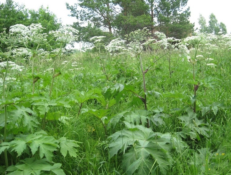 Изображение особи Heracleum dissectum.