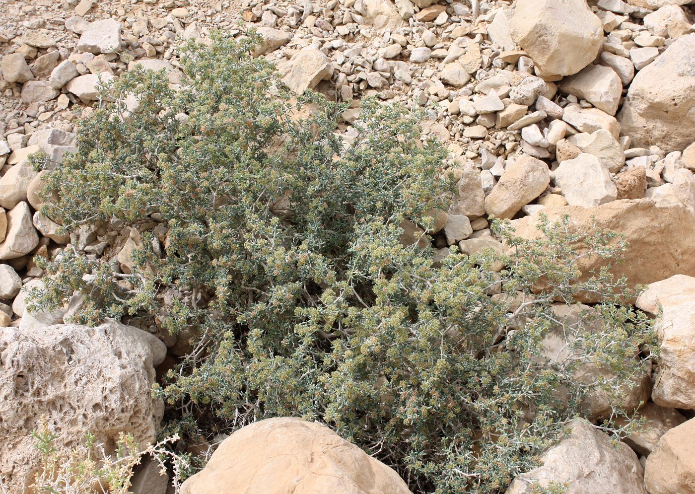 Image of Gymnocarpos decander specimen.