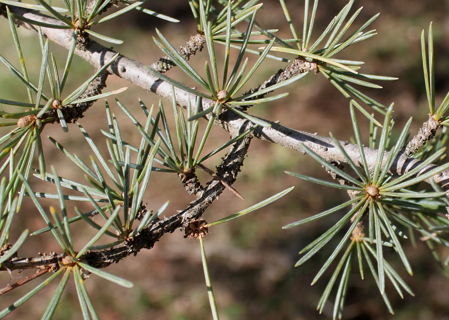 Изображение особи Cedrus libani.