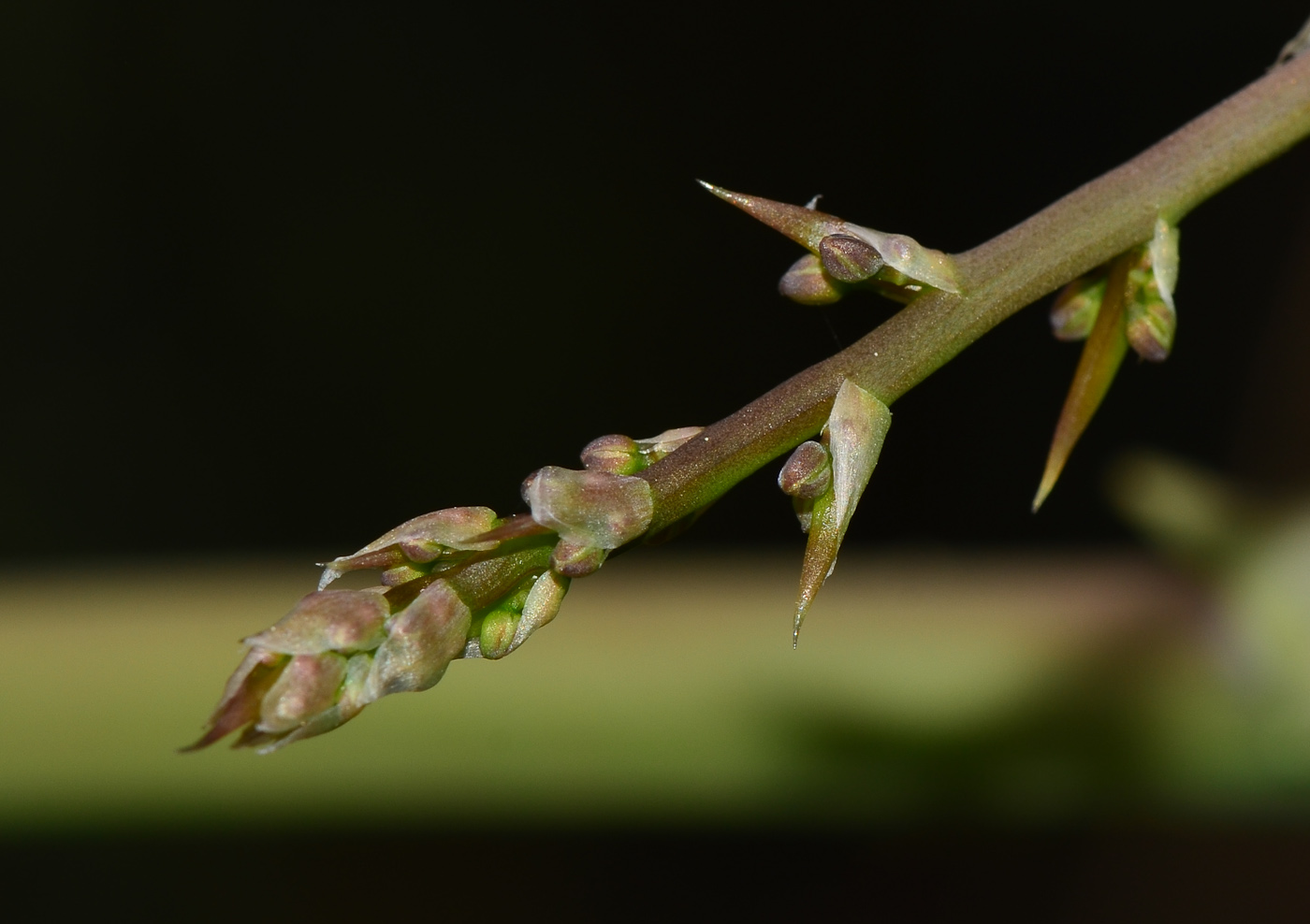 Изображение особи Asparagus horridus.