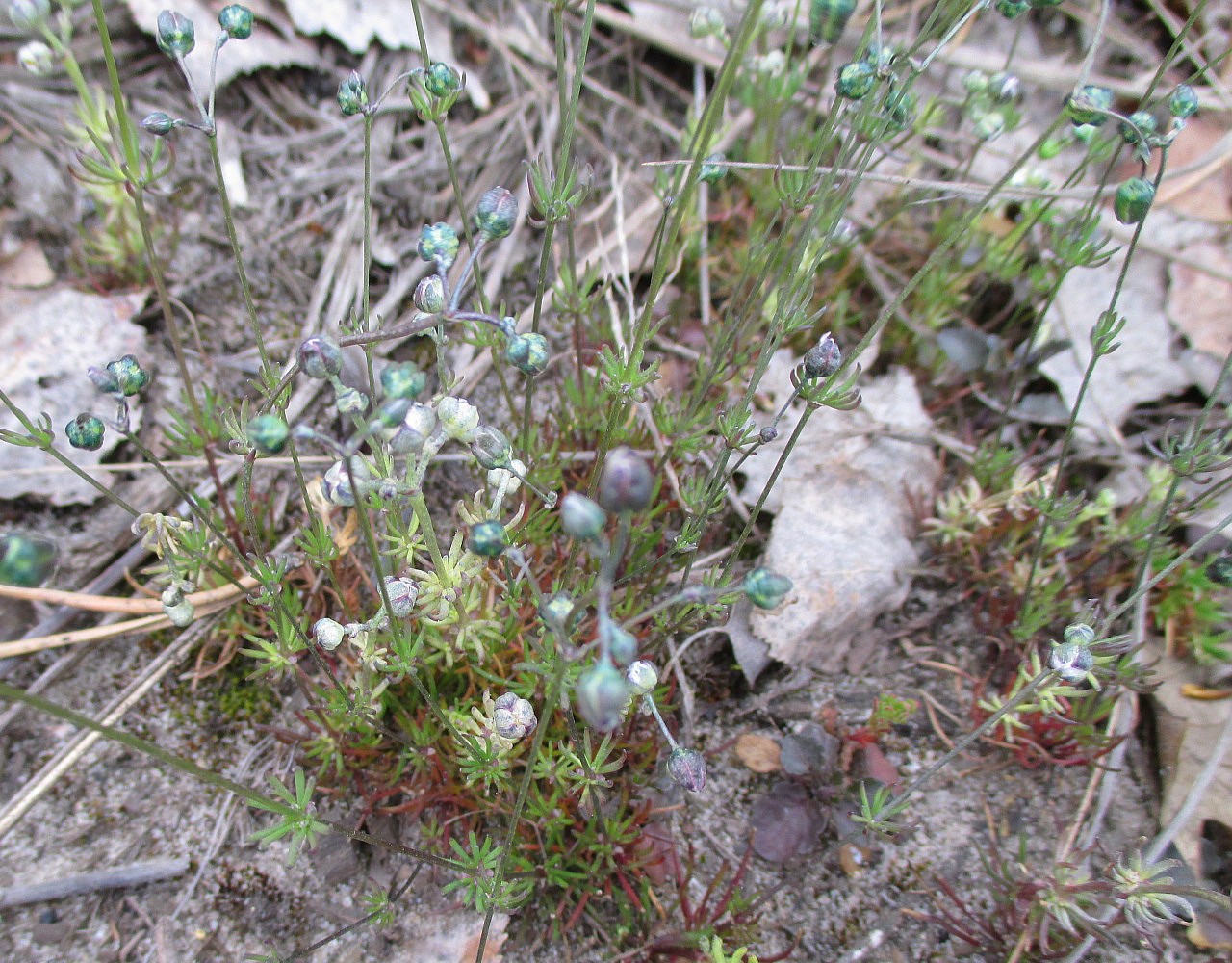 Image of Spergula morisonii specimen.