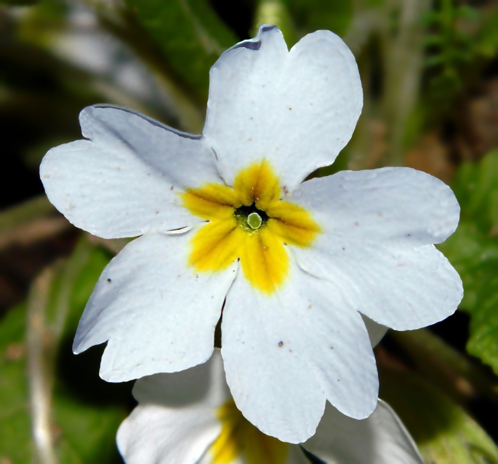 Image of Primula vulgaris specimen.
