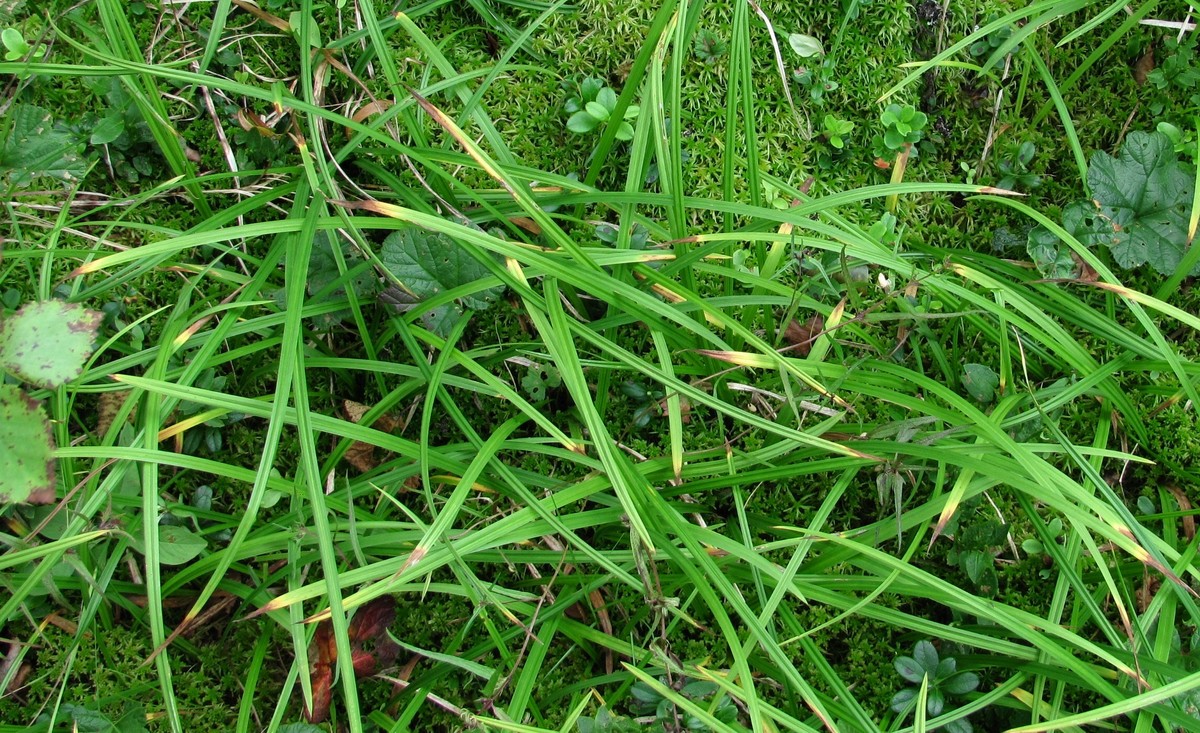 Изображение особи Carex vaginata.