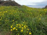 Glebionis coronaria