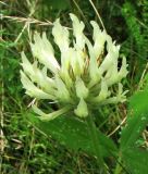 Trifolium pannonicum. Соцветие. Украина, Закарпатская область, Раховский район, окрестности села Квасы, горный луг, 800 м н.у.м. Июль 2007 г.