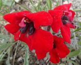 Phelypaea tournefortii