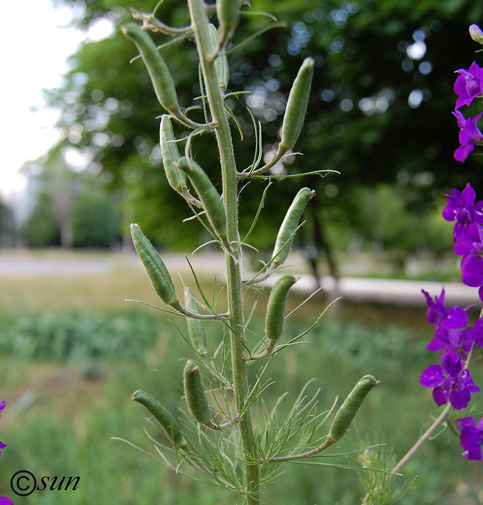 Изображение особи Delphinium hispanicum.