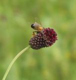 Image of taxon representative. Author is Тамара Риб