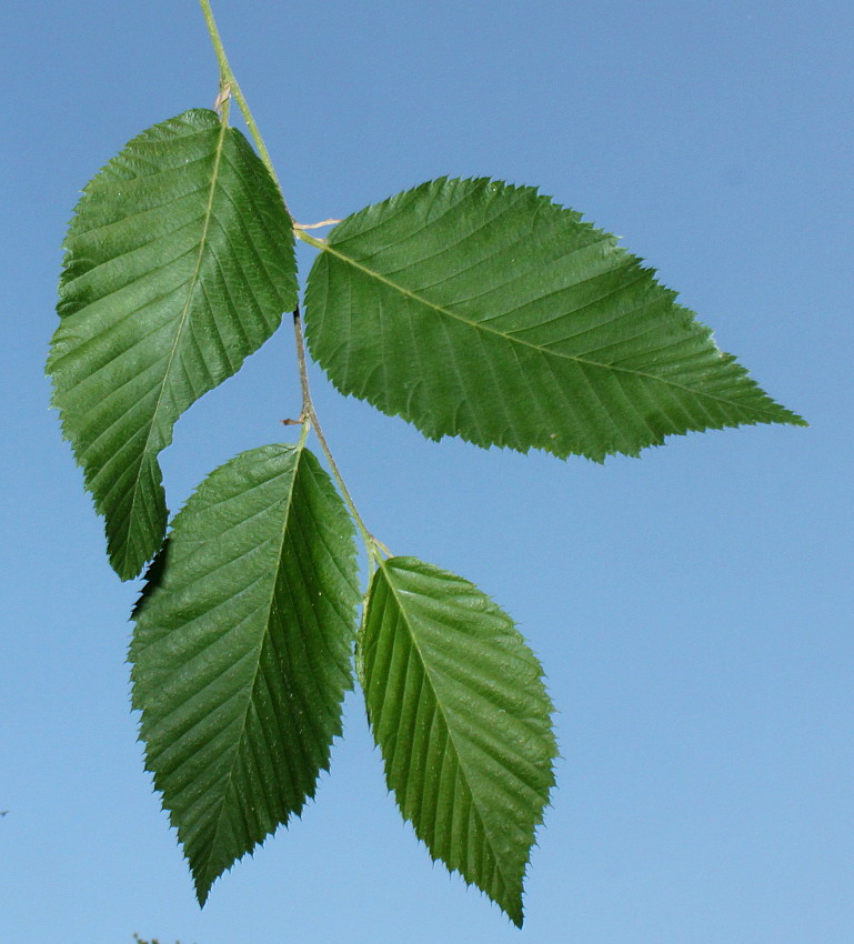 Изображение особи Ostrya virginiana.