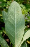 Salvia tomentosa. Лист (нижняя сторона). Германия, г. Дюссельдорф, Ботанический сад университета. 02.06.2014.