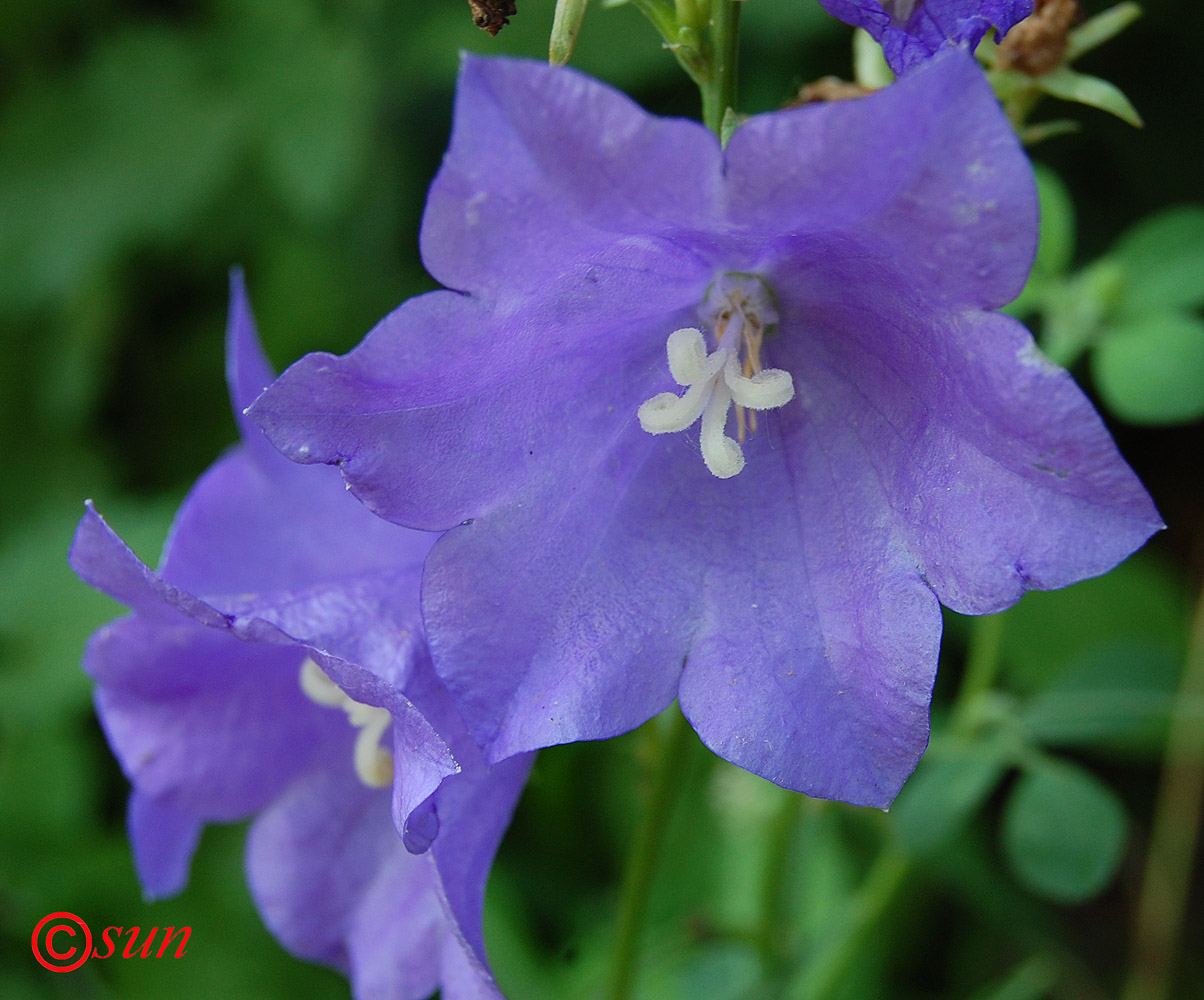 Изображение особи Campanula persicifolia.