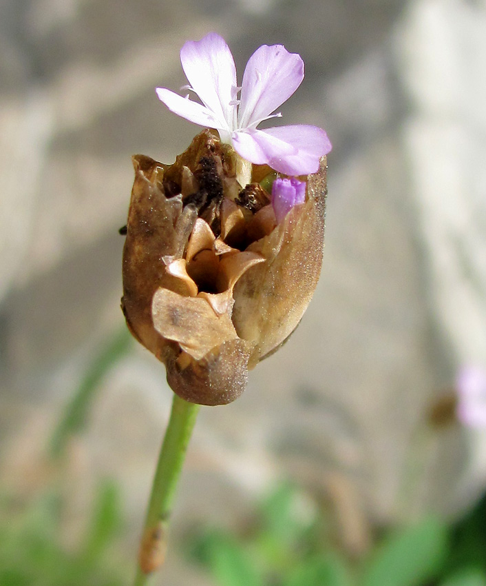 Изображение особи Petrorhagia prolifera.