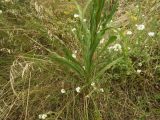 Tragopogon dasyrhynchus