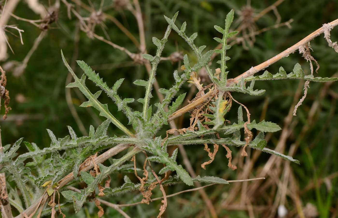 Изображение особи Centaurea procurrens.