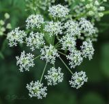 Conium maculatum. Фрагмент соцветия. Молдова, Страшенский р-н, с. Каприяна, свежая грабовая дубрава. 22.06.2014.