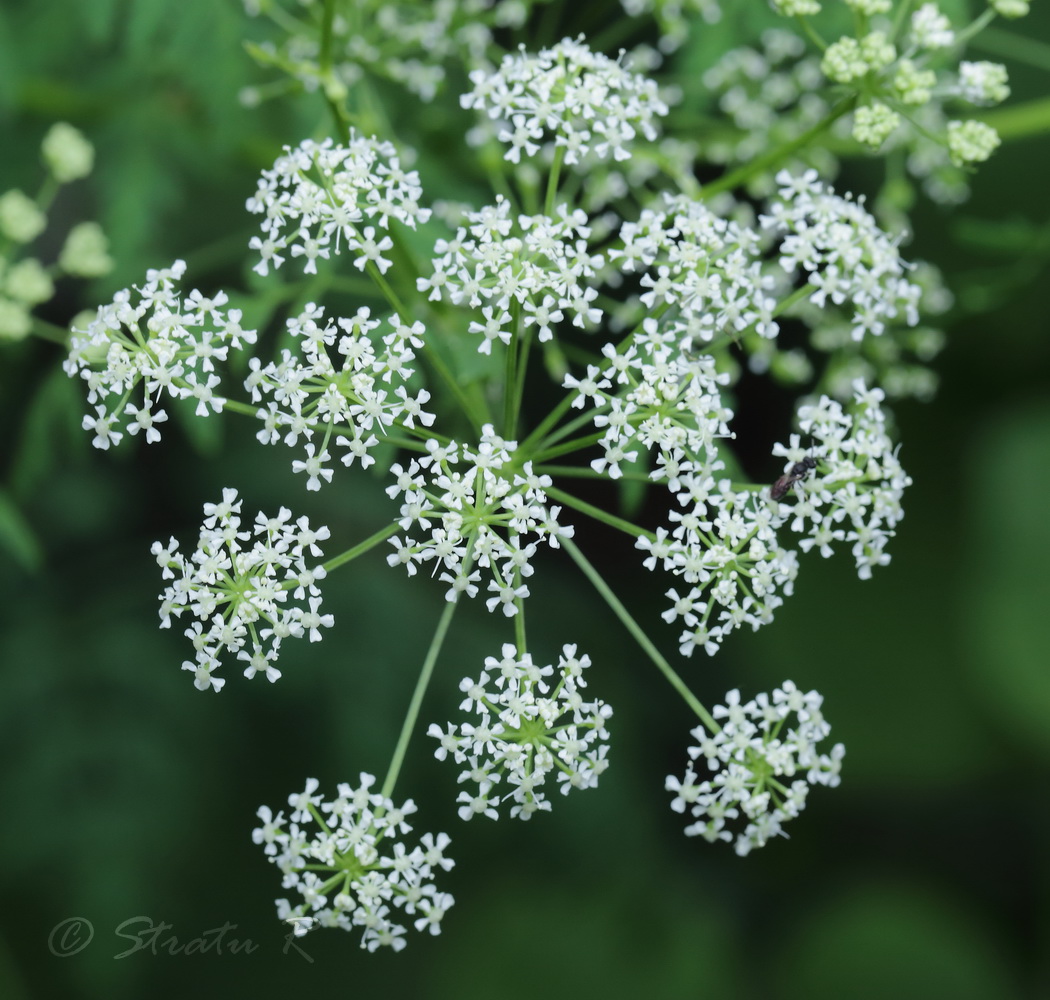 Изображение особи Conium maculatum.