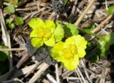 Chrysosplenium sibiricum