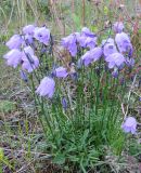 Campanula rotundifolia. Цветущее растение. Кольский полуостров, Восточный Мурман, пос. Дальние Зеленцы, берег оз. Промерное. Июль 2007 г.