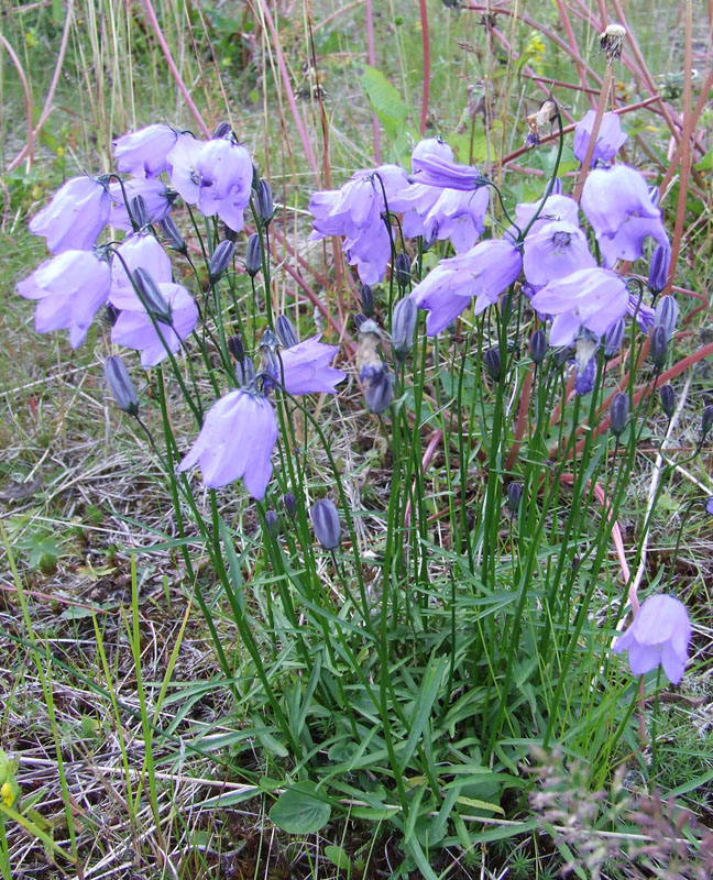 Изображение особи Campanula rotundifolia.