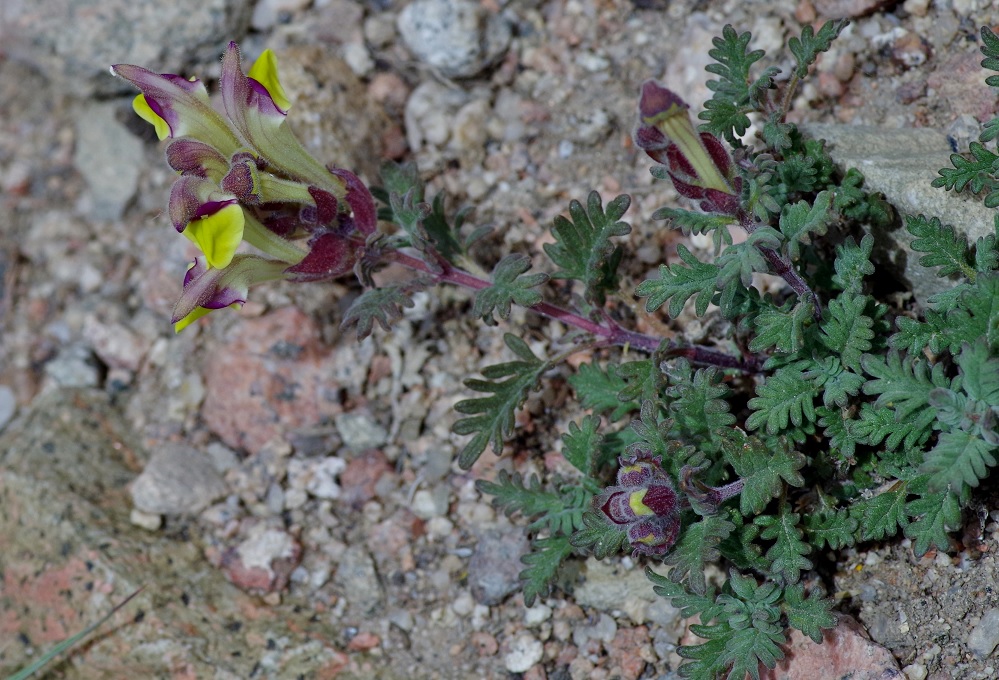 Image of Scutellaria przewalskii specimen.