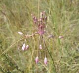 Allium praescissum