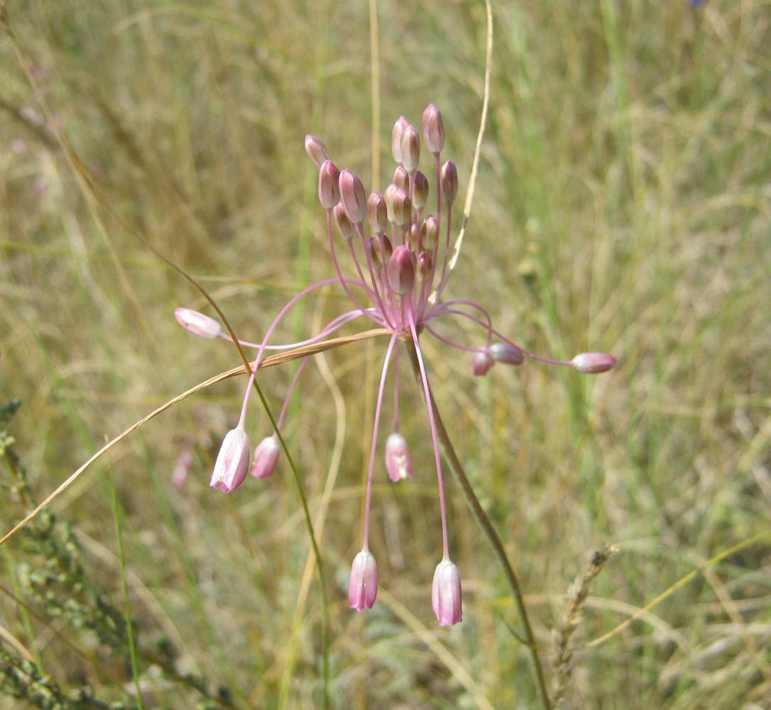 Image of Allium praescissum specimen.