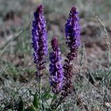 Salvia deserta