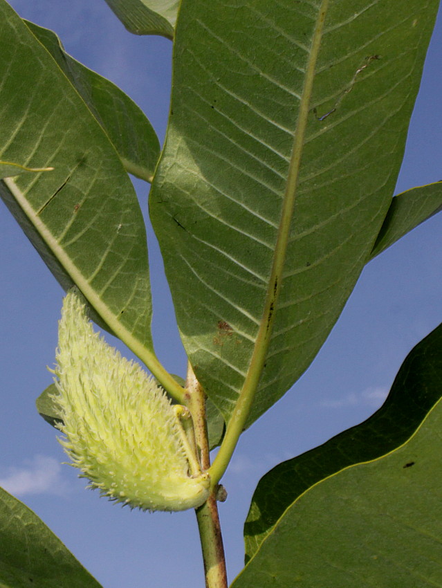 Image of Asclepias syriaca specimen.