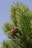 Pinus mugo. Верхняя часть ветви с шишкой ('Mops'). Германия, г. Дюссельдорф, Ботанический сад университета. 05.09.2014.
