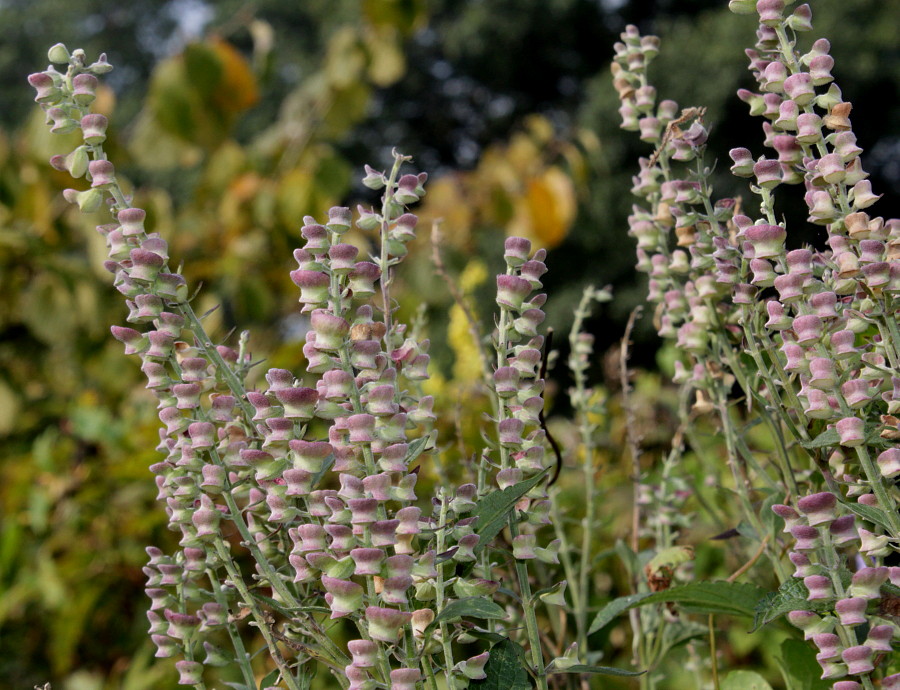 Image of Scutellaria incana specimen.