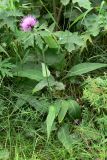 Cirsium heterophyllum