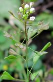 Capsella bursa-pastoris