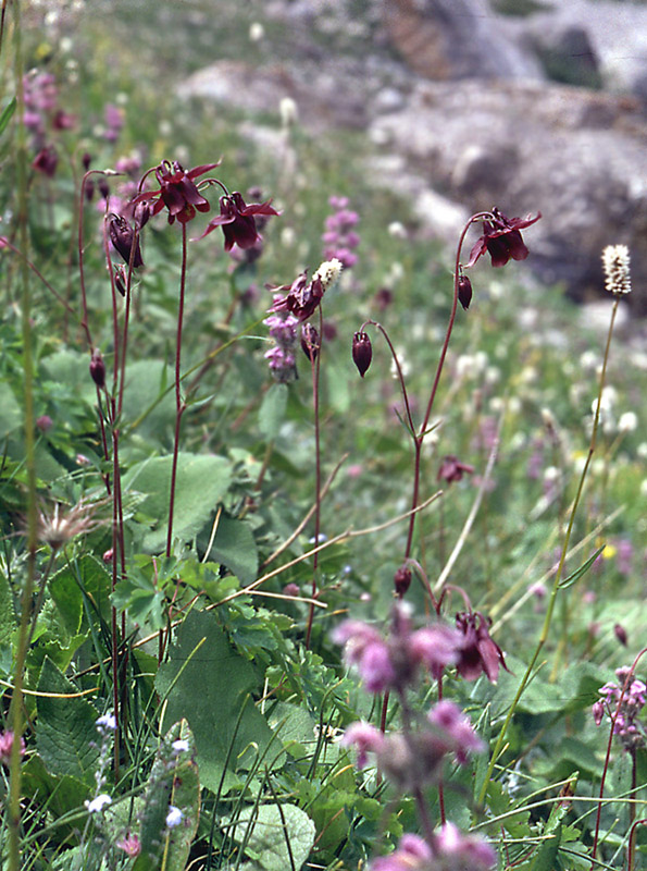 Image of Aquilegia atrovinosa specimen.