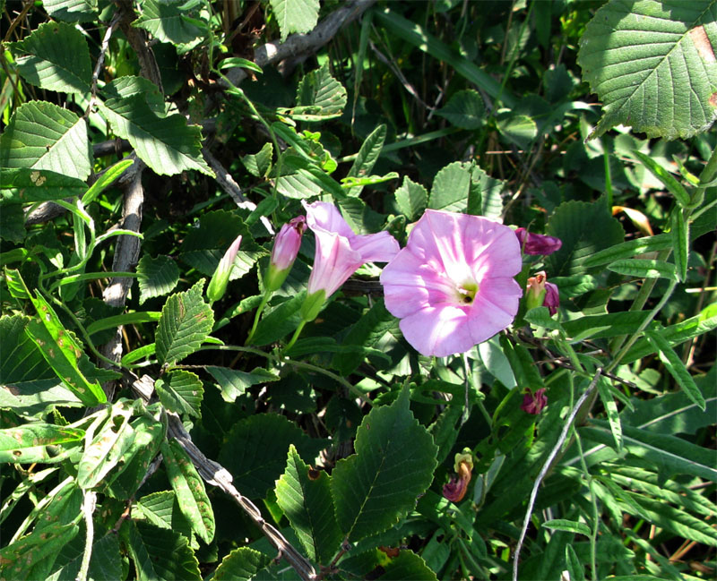 Изображение особи Calystegia dahurica.