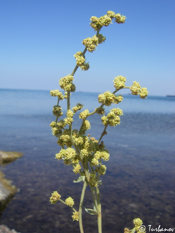 Изображение особи Halimione verrucifera.