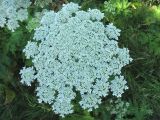 Heracleum mantegazzianum. Соцветие. Нидерланды, окрестности Гронингена. Июль 2006 г.