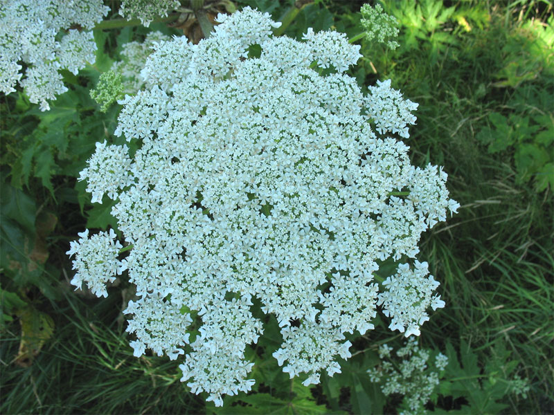 Image of Heracleum mantegazzianum specimen.