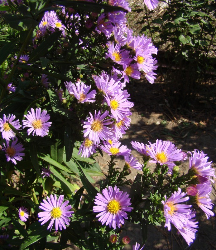 Изображение особи Symphyotrichum &times; versicolor.