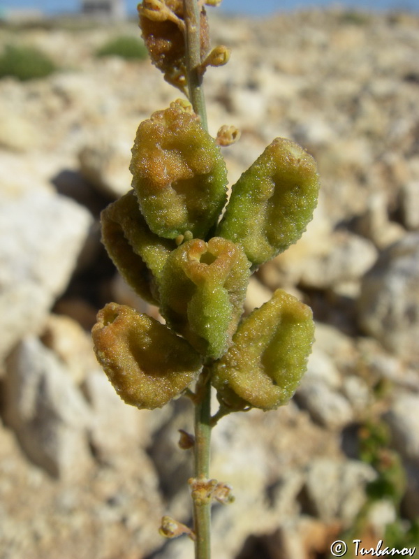 Image of Reseda lutea specimen.